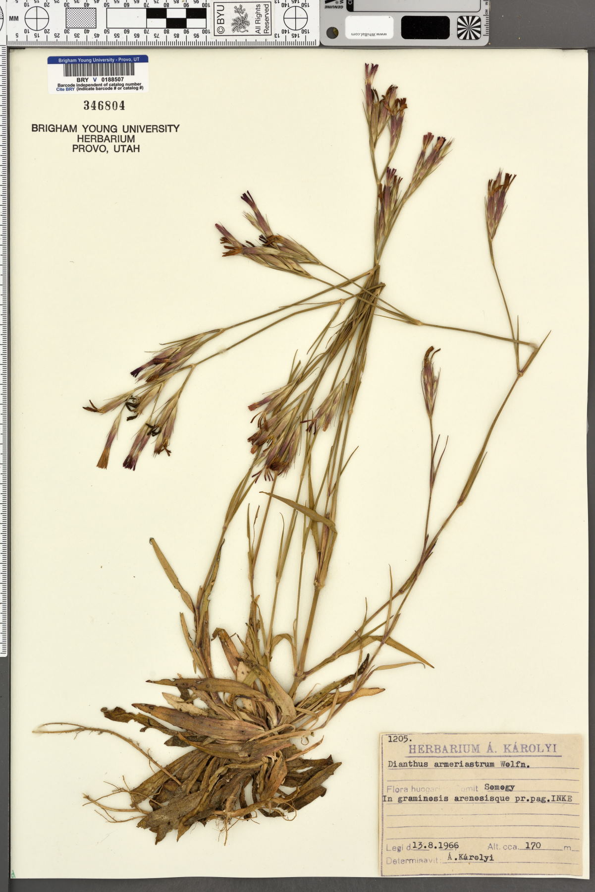 Dianthus armeriastrum image