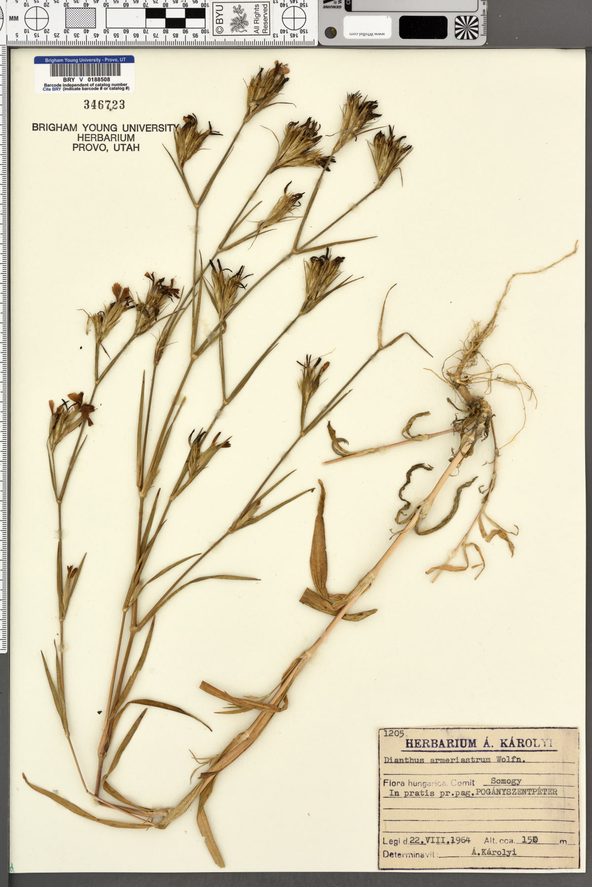 Dianthus armeriastrum image