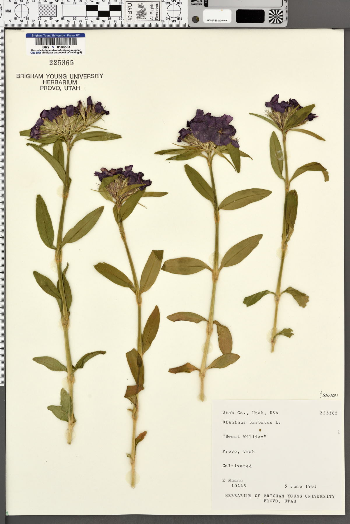 Dianthus barbatus image