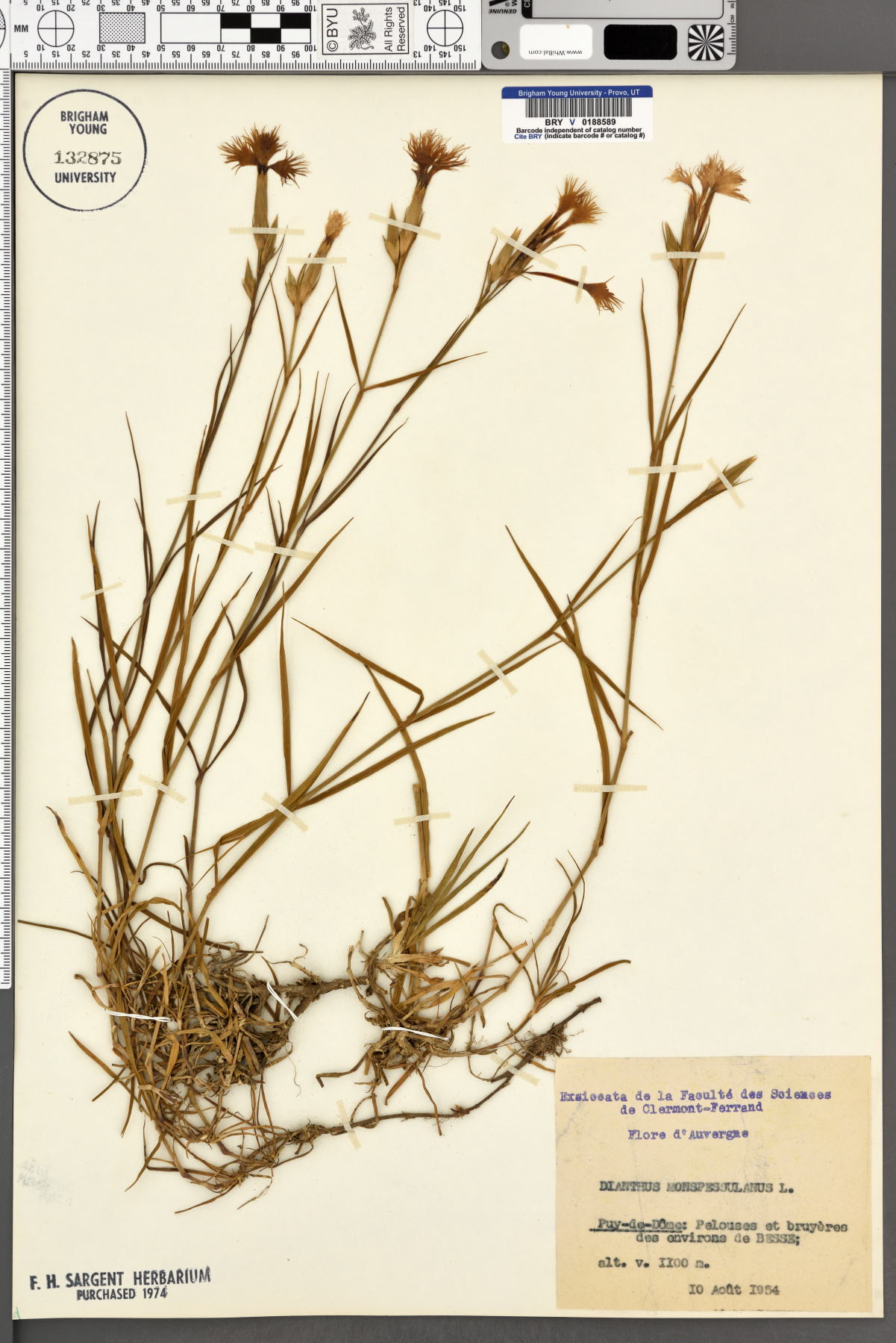 Dianthus hyssopifolius image