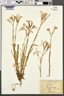 Dianthus superbus image