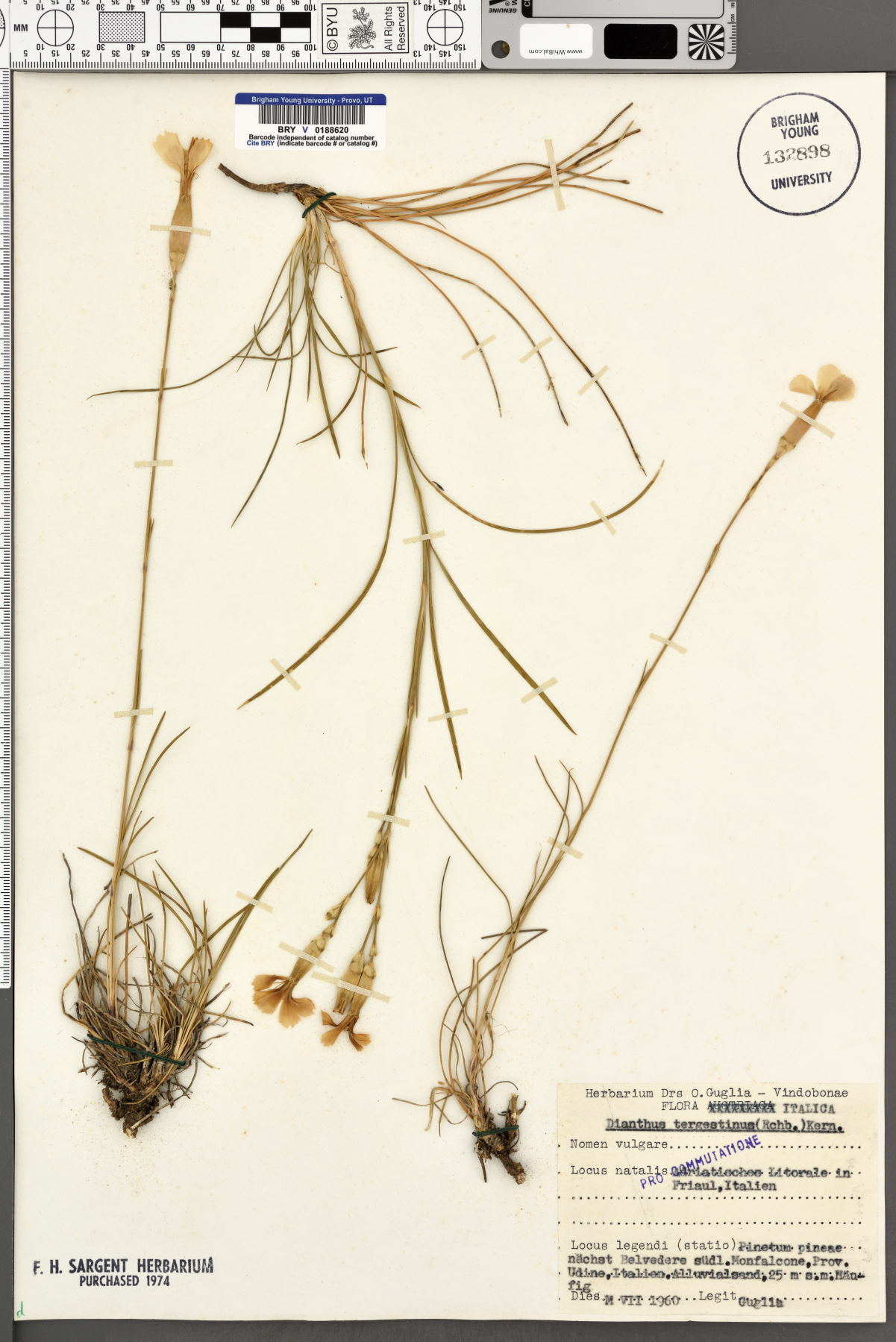 Dianthus sylvestris subsp. tergestinus image