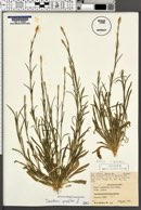 Dianthus prolifer image