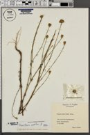 Dianthus prolifer image