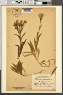 Dianthus barbatus image