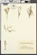 Gypsophila muralis image