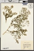 Gypsophila paniculata image