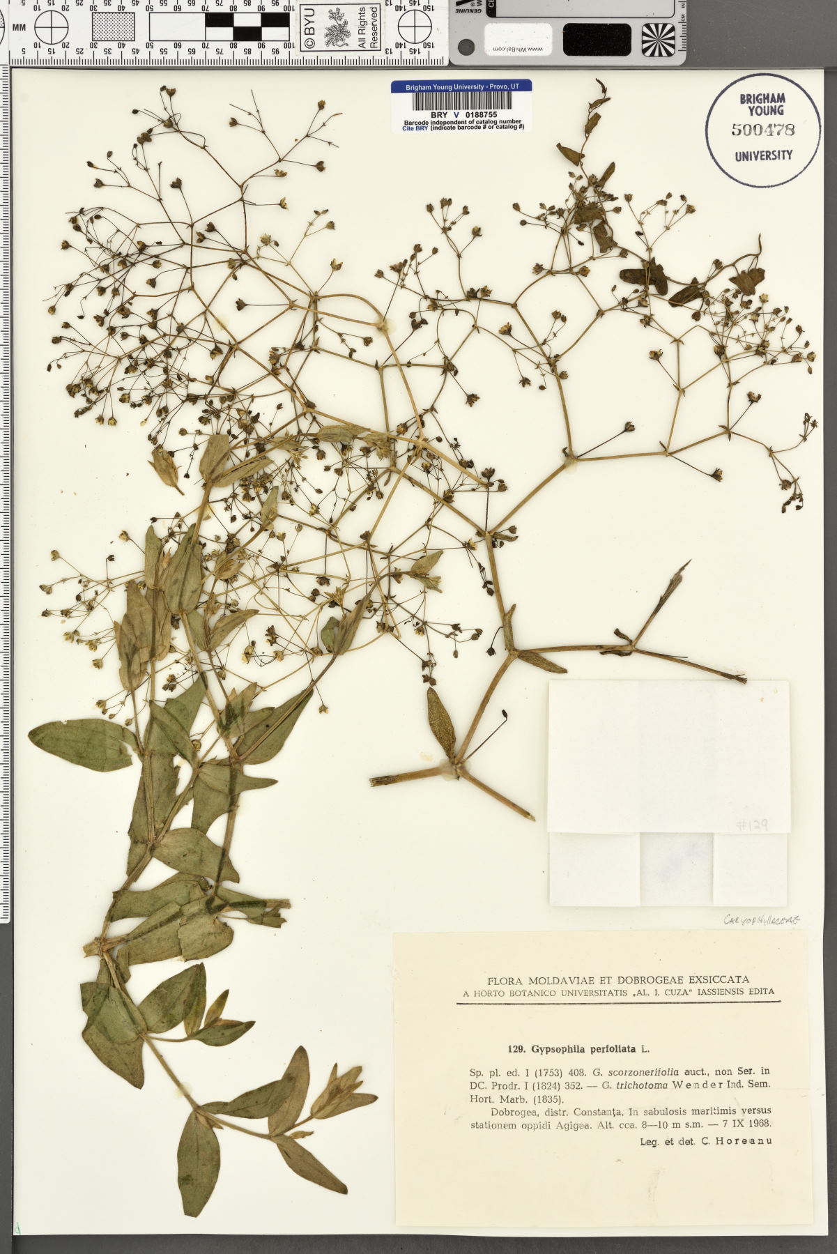 Gypsophila perfoliata image