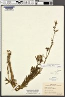 Silene latifolia image