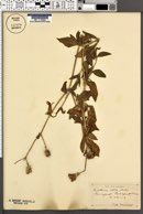 Silene latifolia image