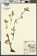 Silene latifolia image