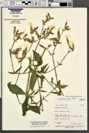 Silene latifolia image