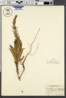 Oenothera rhombipetala image