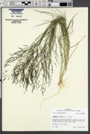 Eragrostis pilosa image