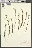 Cryptantha watsonii image