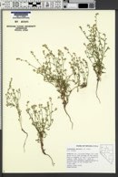 Cryptantha watsonii image