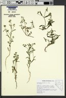 Cryptantha watsonii image