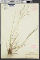 Eragrostis pilosa image