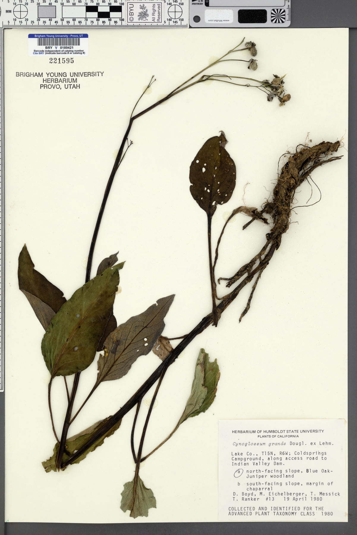 Cynoglossum grande image