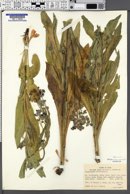 Cynoglossum officinale image