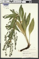 Cynoglossum officinale image