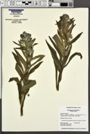 Cynoglossum officinale image