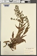 Cynoglossum officinale image