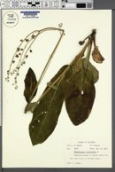 Cynoglossum virginianum image