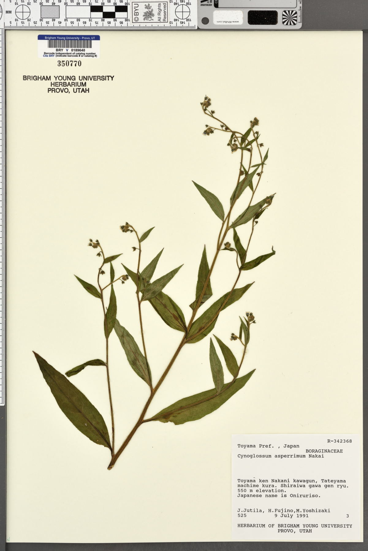 Cynoglossum asperrimum image