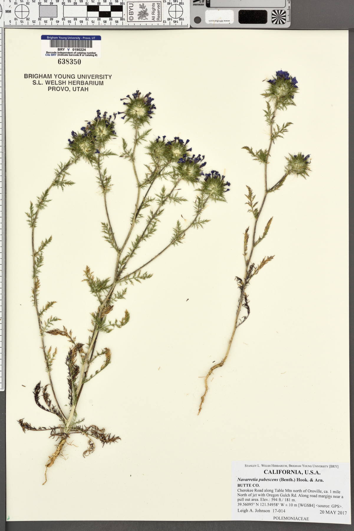 Navarretia pubescens image