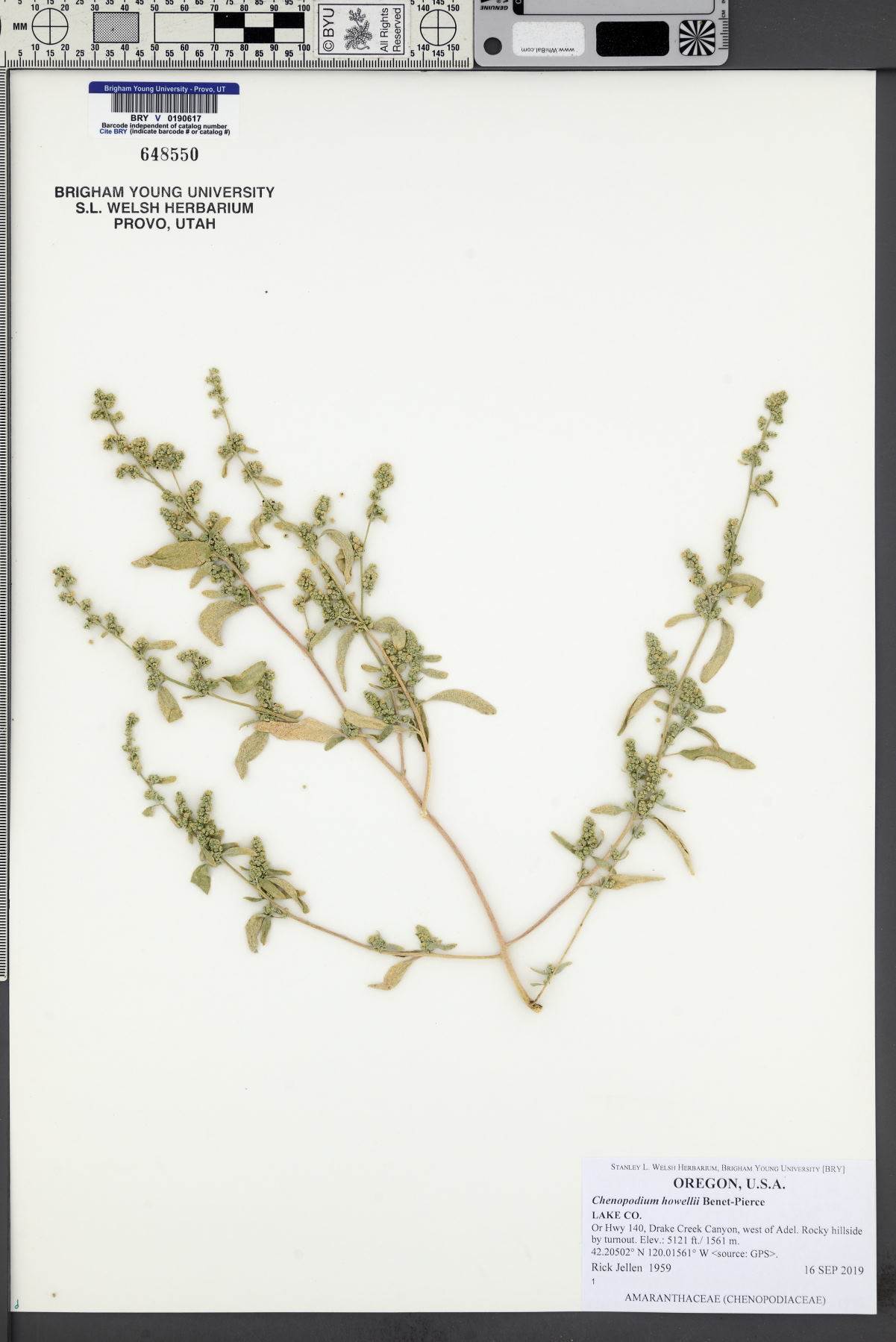 Chenopodium howellii image