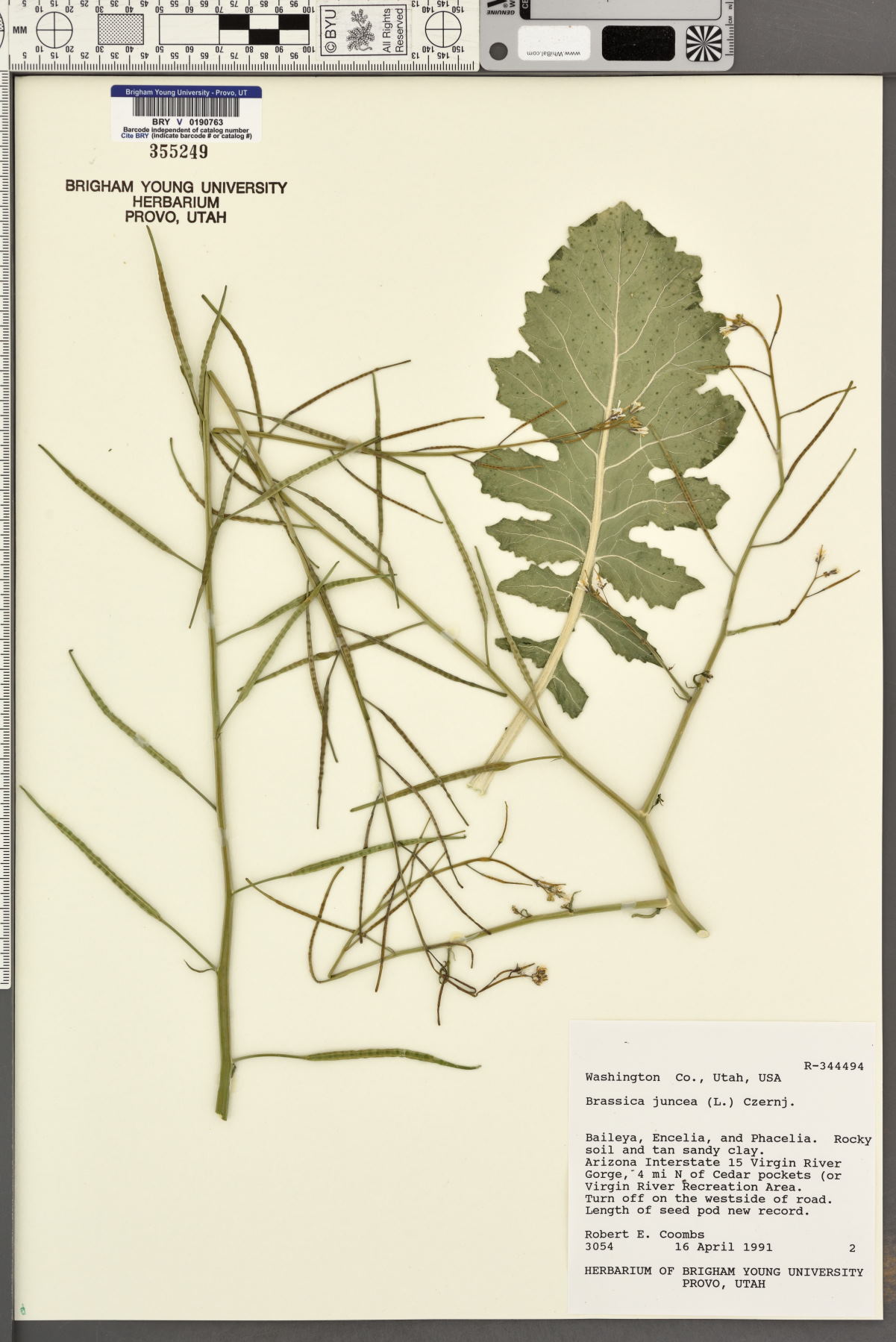 Brassica juncea image