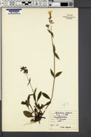 Silene dioica image