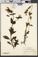 Silene dioica image