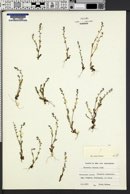 Myosotis stricta image