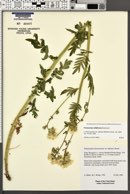 Polemonium foliosissimum image