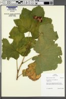 Rubus parviflorus image