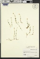 Stellaria longipes image