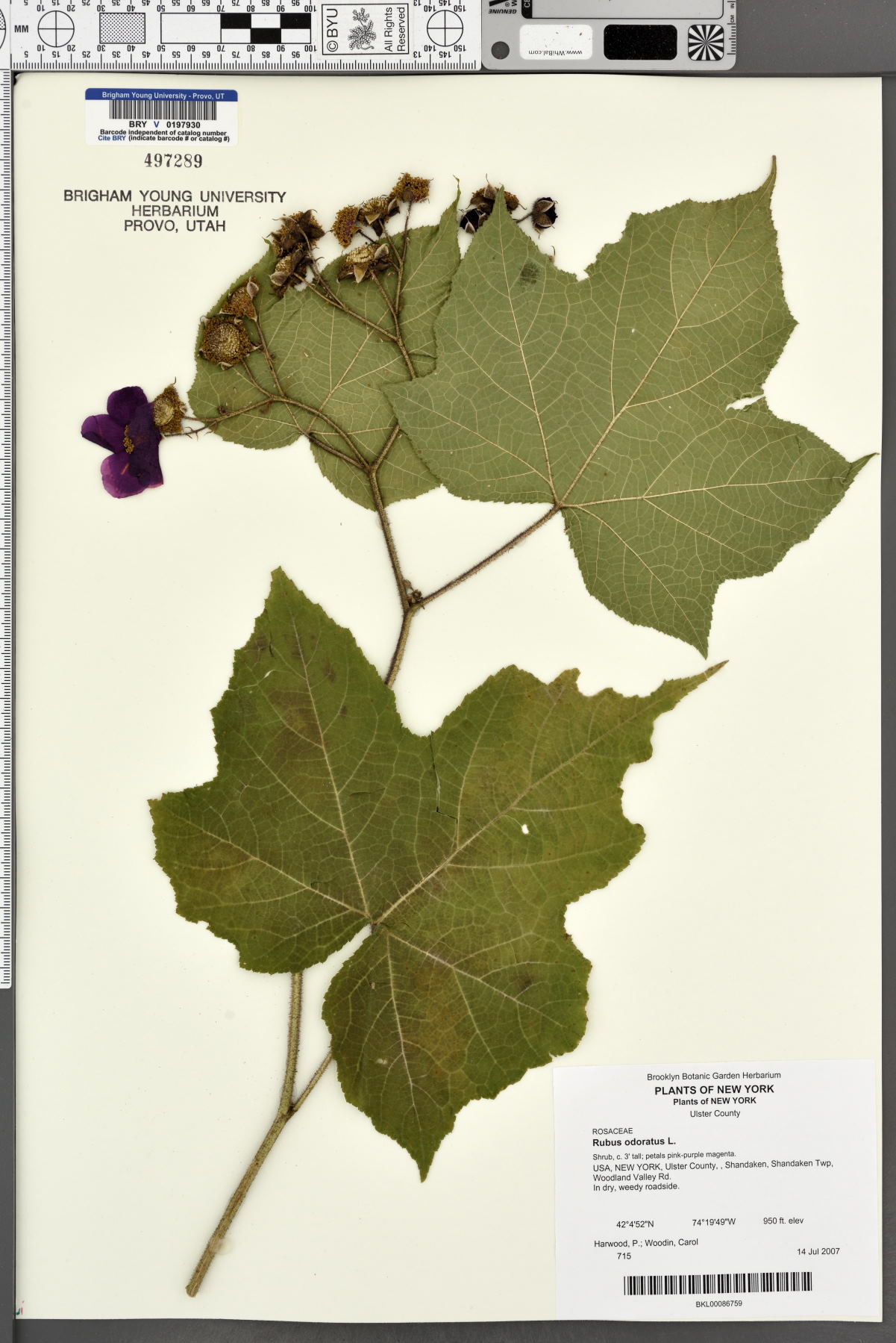 Rubus odoratus image