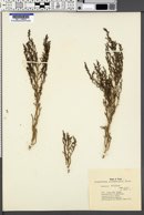 Allenrolfea occidentalis image