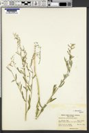 Chenopodium desiccatum image