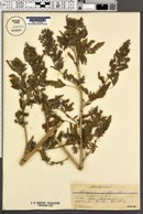 Chenopodium ficifolium image