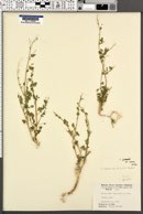 Chenopodium incanum var. incanum image