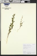 Chenopodium fremontii image