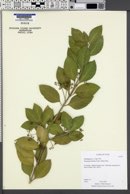 Euonymus fortunei image