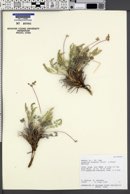 Lomatium scabrum image