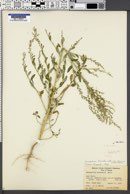 Chenopodium hians image