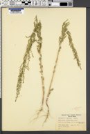 Chenopodium leptophyllum image