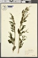 Chenopodium pratericola image