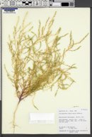 Corispermum americanum image